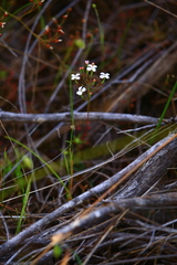 Stylidium pulchellum