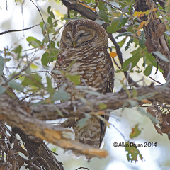Strix occidentalis