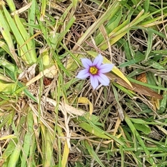 Sisyrinchium rosulatum