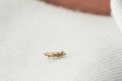 Phyllonorycter