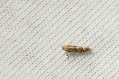 Phyllonorycter