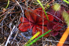Drosera rosulata