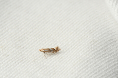 Phyllonorycter