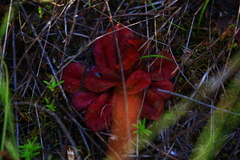 Drosera rosulata