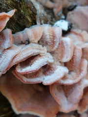 Merulius tremellosus