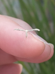 Hellinsia homodactylus