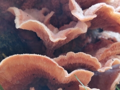Merulius tremellosus