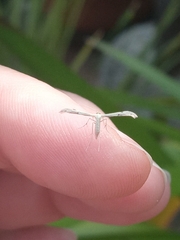 Hellinsia homodactylus