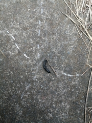 Belocaulus angustipes