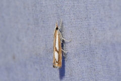 Catoptria latiradiellus