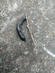 Belocaulus angustipes