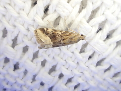 Hellula