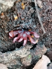 Ascocoryne sarcoides