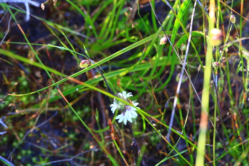 Image of Scaevola lanceolata by (c) Hugo Innes, some rights reserved (CC BY)