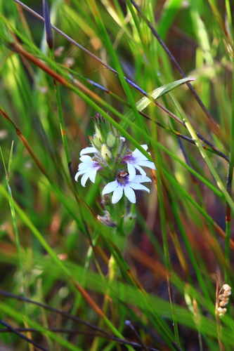 Image of Scaevola lanceolata by (c) Hugo Innes, some rights reserved (CC BY)