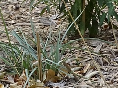 Tradescantia occidentalis