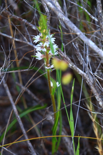 Image of Scaevola lanceolata by (c) Hugo Innes, some rights reserved (CC BY)