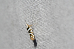 Argyresthia calliphanes