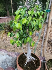 Ficus benjamina