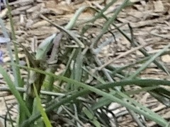 Tradescantia occidentalis