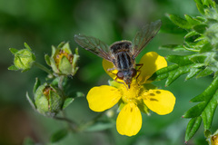 Anasimyia interpuncta