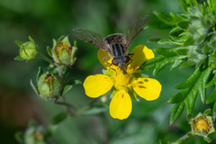 Anasimyia interpuncta