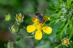 Anasimyia interpuncta