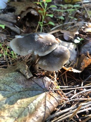 Melanoleuca melaleuca