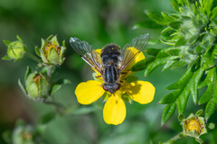 Anasimyia interpuncta