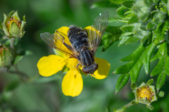 Anasimyia interpuncta