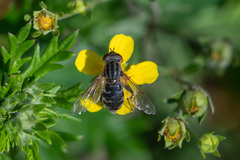 Anasimyia interpuncta