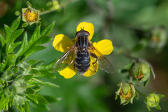 Anasimyia interpuncta