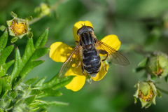 Anasimyia interpuncta