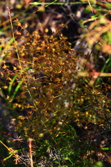 Drosera gigantea
