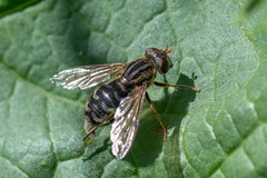Anasimyia interpuncta