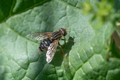 Anasimyia interpuncta