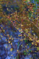 Drosera gigantea