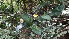 Camellia