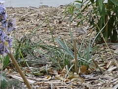 Tradescantia occidentalis