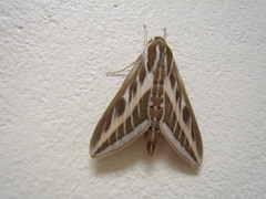 Hyles livornica