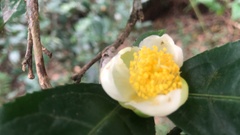 Camellia