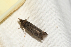 Ortholepis pasadamia