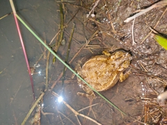 Ingerophrynus biporcatus