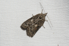 Nycteola