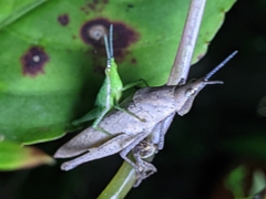 Atractomorpha similis