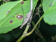 Atractomorpha similis