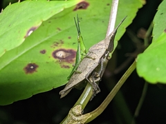 Atractomorpha similis