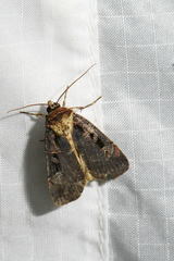 Pseudohermonassa tenuicula