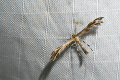 Dejongia lobidactylus