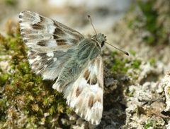 Muschampia lavatherae